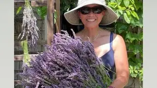 How to harvest lavender flowers! #nheyonthego#lavender #fragrant #nature#harvest #picking#phenomenal