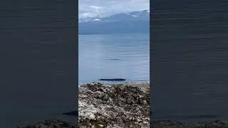 #lakemonster #lake #wildlife #nature #camping #unexplained #animals #seal #freshwater