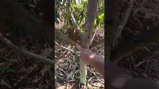 Preventing durian spider mites for 24 months