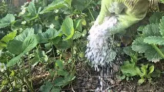 Дефицит кальция в клубнике