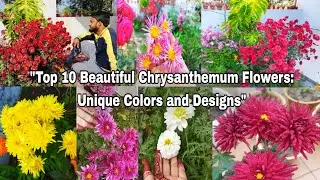 Top 10 Beautiful Chrysanthemum Flowers: Unique Colors and Designs|Winter Garden|Winter season flower