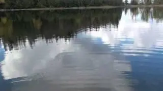 THE KAMLOOPS RAINBOW TROUT.