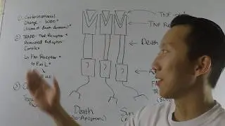 Tumor necrosis factor receptor signaling Biochemistry