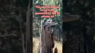 This #squirrel #followed me around on this #mountain lol hunting #petrified wood