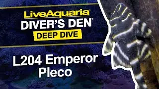 Глубокое погружение LiveAquaria&reg; Diver&rsquo;s Den&reg;: L204 Emperor Pleco