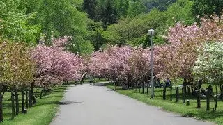 ビデオで見る札幌ウォーキングコース　真駒内公園　2018/5/22