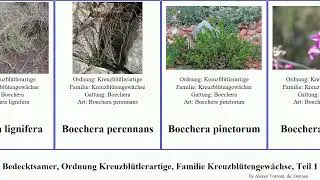 Bedecktsamer, Ordnung Kreuzbl&uuml;tlerartige, Familie Kreuzbl&uuml;tengew&auml;chse, Teil 1 boechera erysimum