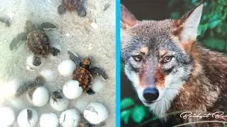 Sanibel eyes lethal removal to curb coyote threat to sea turtle nests