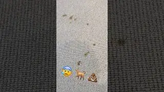 Cleaning pet stains off wool carpets made easy! #shorts