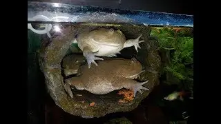 Budgett&rsquo;s Frogs Go To War Over Food.
