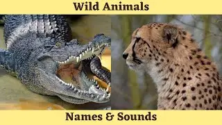 Wild Animals Names and Sounds for Children to Learn Learning Wild Animal Names and Sounds