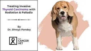 Treating Invasive Thyroid Carcinoma with Radiation and Palladia - Episode 59
