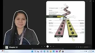 VET ENDO | Introduction, Transport & Sperm Capacitation | Chapter 12 (Senger)