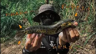 山中限定の夢幻郵票，天氣好去探釣～ 月鱧/吉利/黑鱸