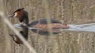 Birds and sounds - Ham Wall, Somerset 17th April 2023