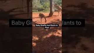Baby Giraffe Just Wanted to Play!