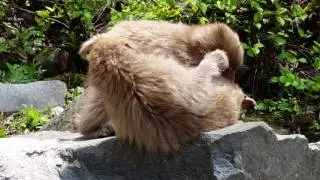 Two Cute Baby Snow Monkeys Fighting  - Japanese Macaque, Jigokudani Monkey Park, Japan