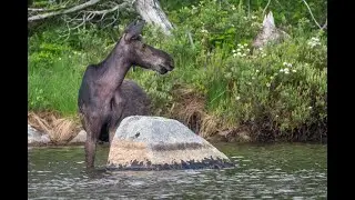 In Search of Moose at Baxter State Park
