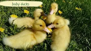 Baby ducks so cute 😍 Утята на прогулке😍