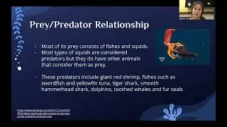 protosome video