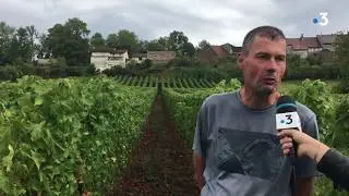 A Montaigu, le domaine Pignier pr&eacute;pare l'avenir du vin jurassien