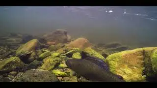 Fly Fishing Romania Official Trailer