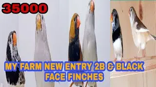 MY FARM NEW ENTRY 2B & BLACK FACE FINCHES 15 PAIR. NEXT LEVEL PROCESS RS 35000.