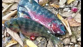 Tilapia Touch Fishing - Nhấc Ổ Dò Mà Rô Phi