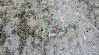 Rams at Judith Landing - 4