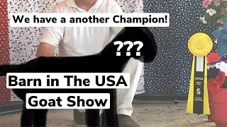 Barn In the USA Goat Show Nigerian Dwarf Goats