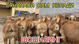 MARUFJON ARZONCHIGA ARZONIDAN KELDI 300 DAN  OSHIQ TOZA  ARASHAN TOZA XISORILARIDAN😱😱😱