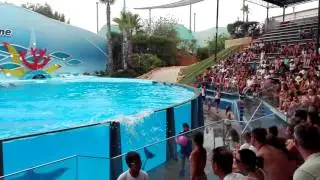 Espetáculo dos golfinhos no Zoomarine - 30 Julho 2016