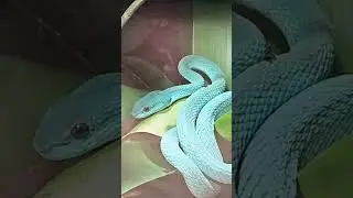 Blu pit viper!!!🤩🐍🤯 #animal #reptiles #snake #venomouscreatures