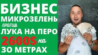 Бизнес с минимальными вложениями. Выращивание микрозелень. Лук на перо или шампиньоны.