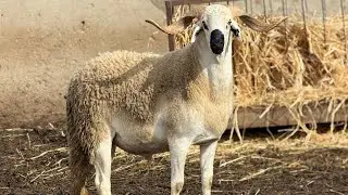 بسم الله ماشاء  شاهد الفحول لغادي  تقدم عائلة الشكوات تجمع جمعة سحيم 🖤🤍