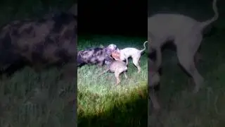 ❌🤯 Chippiparai Dog namma breed like Cheetah ❌🤯- Shathan priyan #shorts