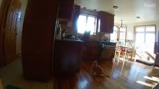 SSScat keeps kitty off the counter