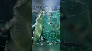 Невероятные фотографии, которых вы, вероятно, никогда раньше не видели!