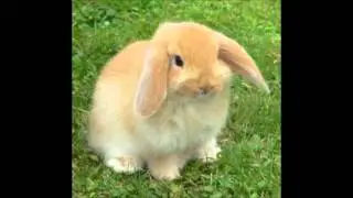 lapin mignon
