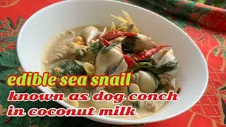 Dog Conch: Ginatang Sea Snail