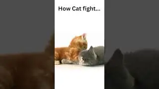How Cat Fight..... #shorts #cat #cats