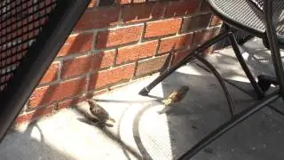Two Birds at a Restaurant