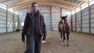 Teaching Your Horse to Move off Leg Pressure/Side Pass from the Ground