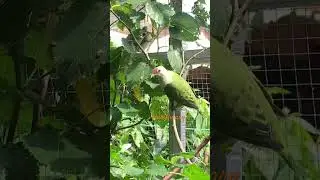 JariAviary #aviarymini #birds #aviary #punai #burung #birdlife #aviarylife