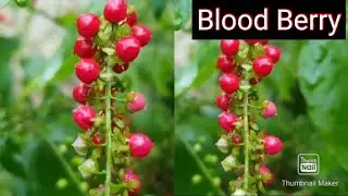 Blood Berry/Pigeon Berry Care