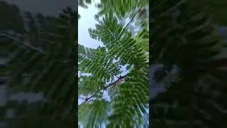 Leaves photography. Nature 2 Explorer.