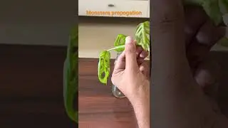 Plant propagation || Monstera/Swiss cheese/ Broken Heart #homegarden #balconygarden