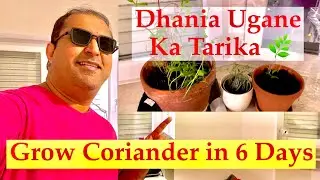 Grow Coriander in Just 6 Days | Dhania Ugane Ka Tarika | Pak-Turk Blogger #vlog
