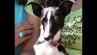 My Missing Dog