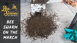 Big Bee Swarm Marching Into NUC- Bee Removal in Orlando, FL